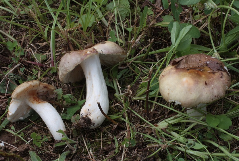 Russula sp.